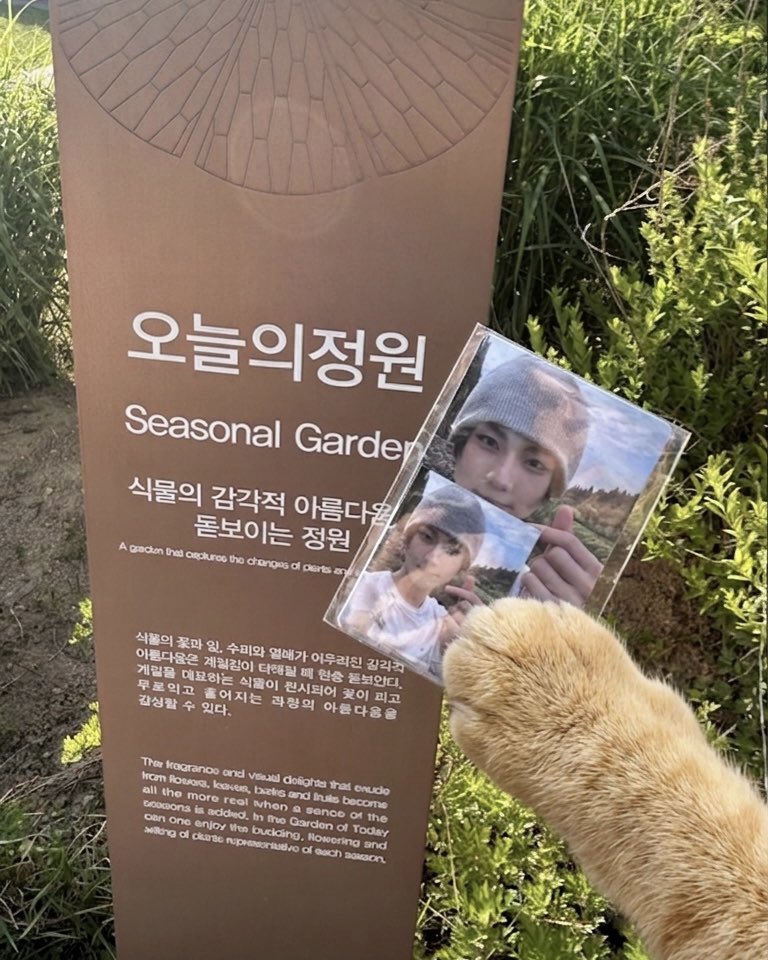 양이 tweet media