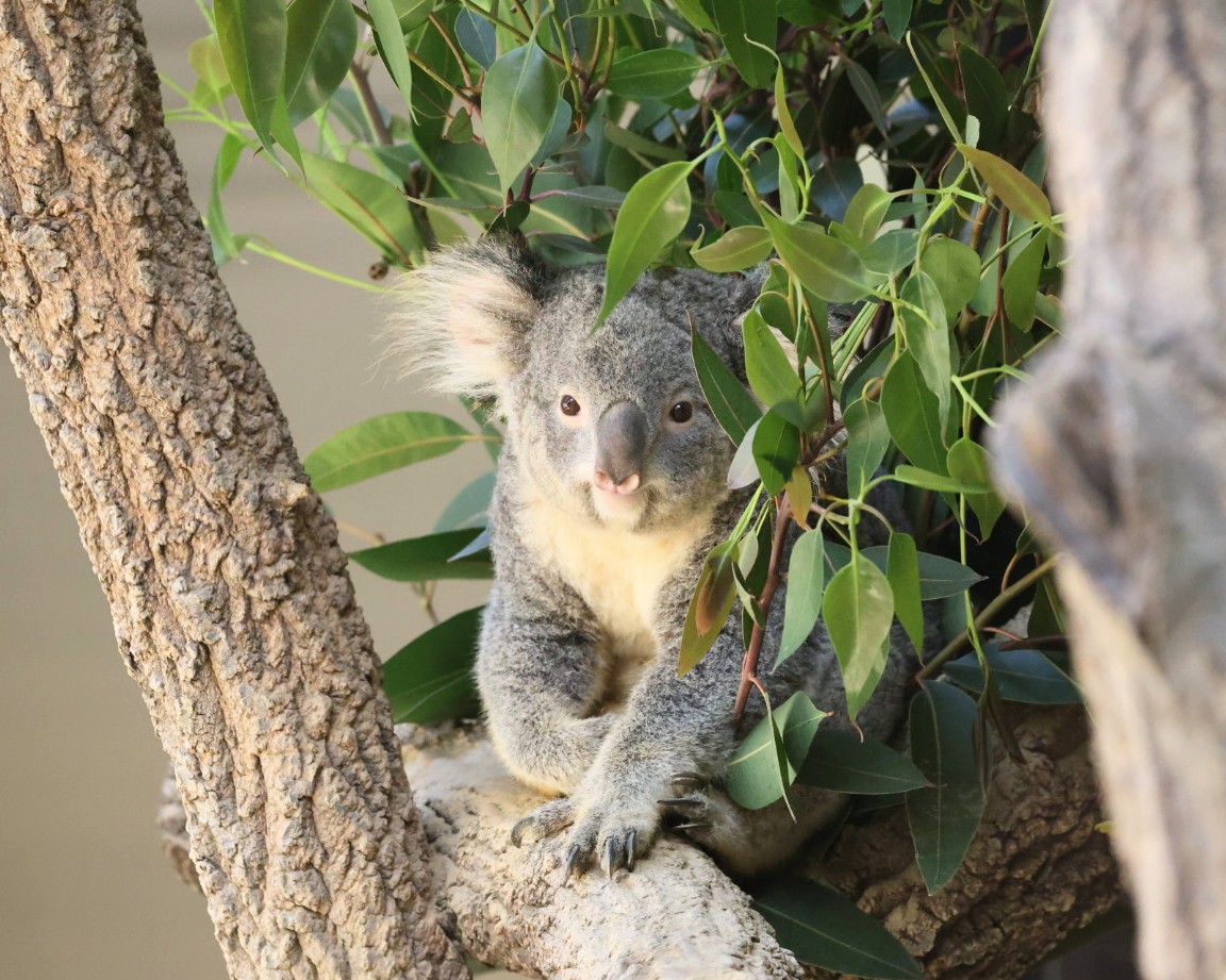 おもちちゃんで お休みなさい～🐨💤 ＃東山動植物園 ＃コアラ