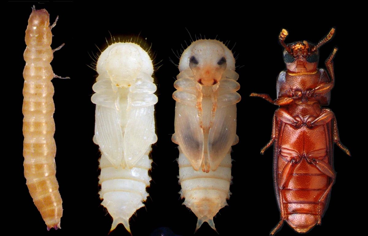 SocDevBio's tweet photo. 🐞 Tribolium castaneum (red flour beetle) 🧬✨Tribolium helps uncover how insect body segments form and evolve through short-germ development, offering key insights into ancestral developmental mechanisms  📸 Image by Xavier Franch and David Martin. #ModelMonday #EvoDevo 🐣 https://t.co/NvuQypqydb