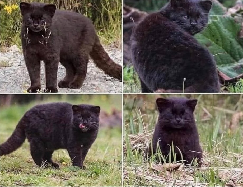 We don't deserve cats 😺 tweet media