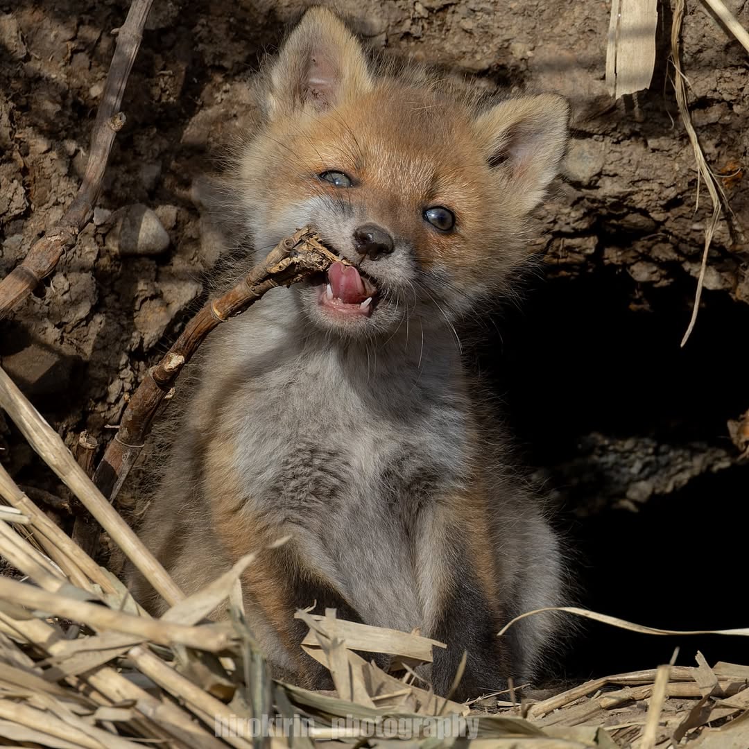 🍁 𝓣𝓱𝓮 𝓕𝓸𝔁 𝓛𝓲𝓯𝓮 🌾🦊 tweet media