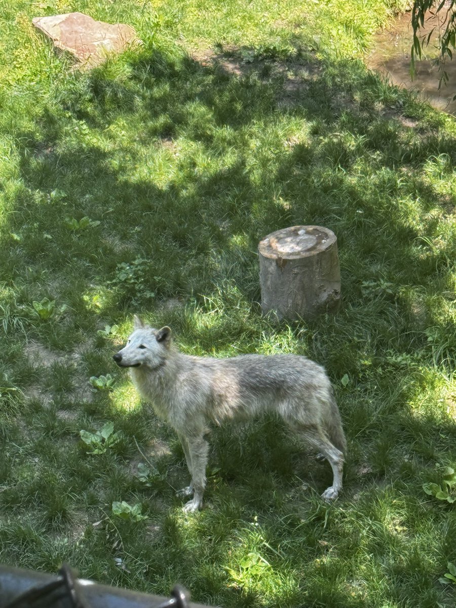 FΛЯKΣY🐺🤠🎢 tweet media