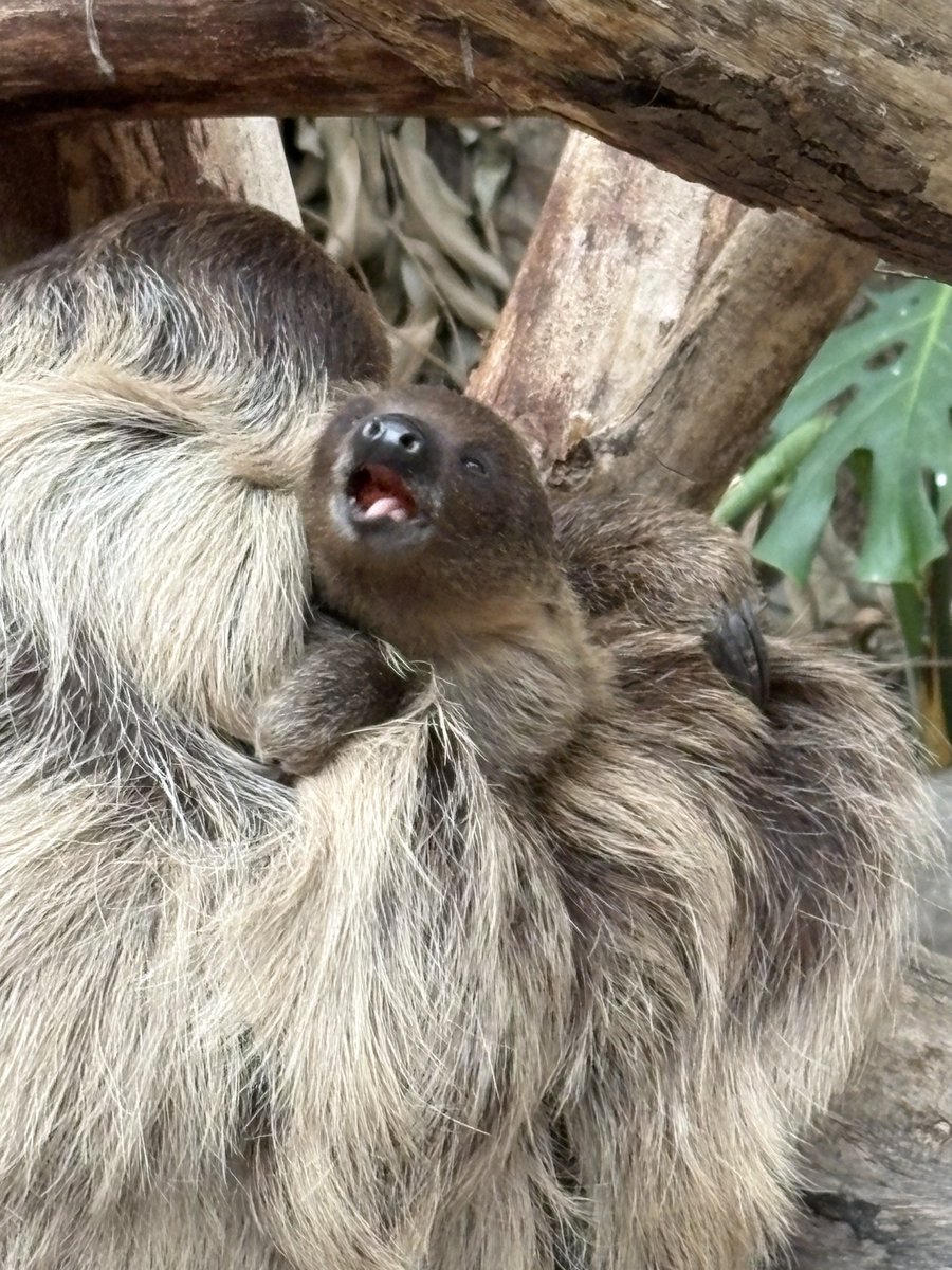 ナマケモノページ 開催までの2ヶ月で沢山の人々に｢お？なにこのイベント？面白そう｣って