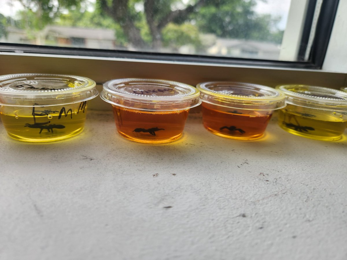 smalldogmom57's tweet photo. Hands on experiences with fossils to wrap up 3rd grade science! Today we made bugs (ants) in amber (glue).
This will take about a week to dry. 
@NorthrichBears 
@RichardsonISD 
@RISDTnLScience
#proud2beNRE https://t.co/4vCw4jQCgo