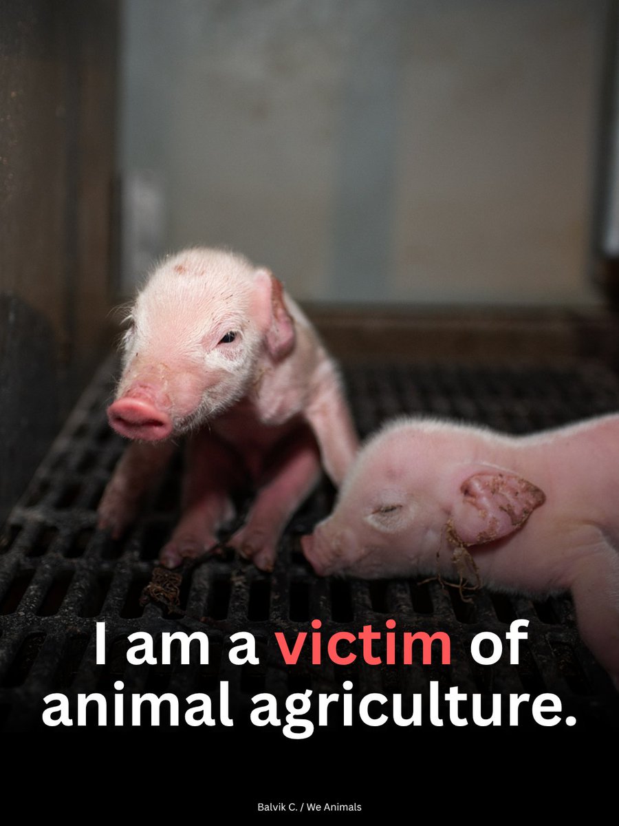 teamveganfta's tweet photo. Were they your victim? 🐷💔

📸 Balvik C. | @WeAnimals 

#piglet #pigs #govegan https://t.co/KJU7HFZX8w