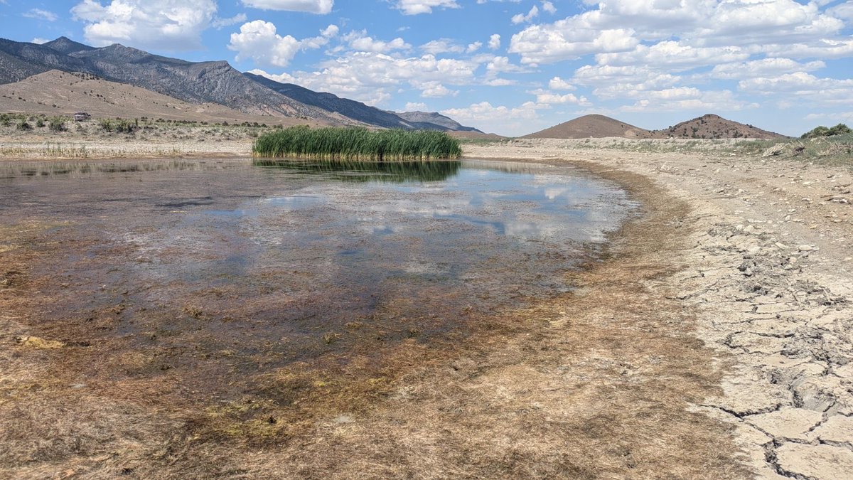 BugsC0llector's tweet photo. I’m sick of the idea that the desert is uninhabited. What about the plants?? What about the animals?? It’s astonishing that people just act like “nothing of value will be lost,” LEAVE THIS ALONE. https://t.co/2mlYJX7lKl