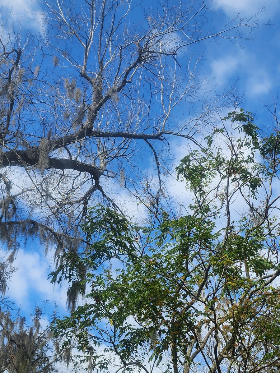 MooreCutsFL's tweet photo. Dead wood? No problem! 🌳 Moore Cuts Florida knows every dead branch is just nature's way of saying 'time for a change!' Let us clear out the old &amp; make room for new growth. Swing by our website to see how we turn woody woes into wow moments for your yard! https://t.co/4rhk7l9joQ https://t.co/120M21EzEB