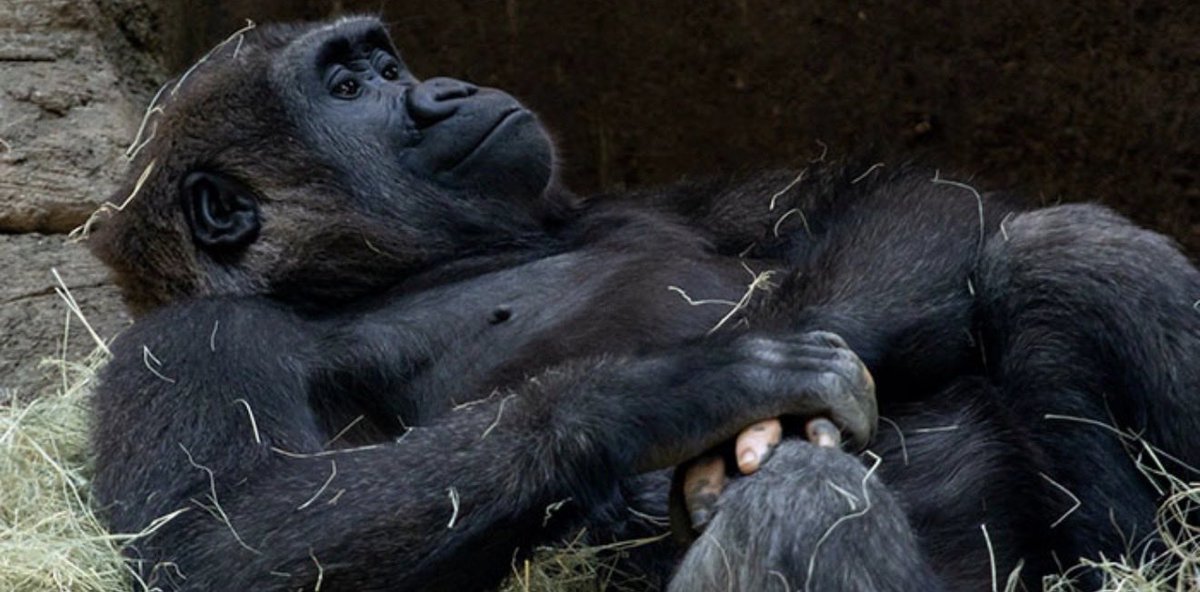 EnlightedGoddes's tweet photo. @OriginalJZ82141 @theisogawd Here’s proof before you get offended 💀🥺🤣 https://t.co/hphXuUQ4Id