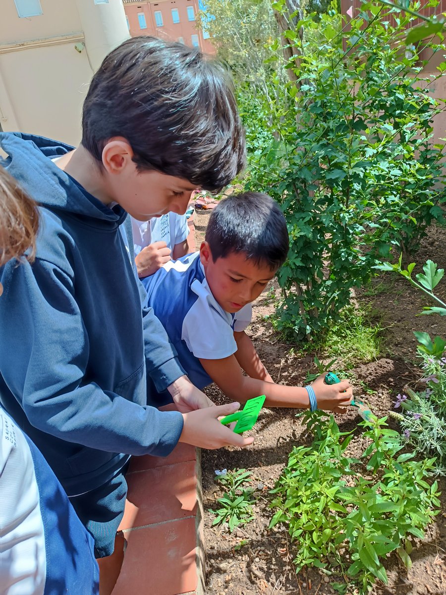 SagratCorSarria's tweet photo. Continuem consolidant el projecte compartit entre 2n i 5è!

L’alumnat de 2n ha comptat amb l’ajuda de 5è per dissenyar i imprimir amb impressora 3D els cartells del seu jardí de papallones.

Cooperació, creativitat i tecnologia al servei de l’aprenentatge 🤝#RoboCor #Maker #STEAM https://t.co/fKO4Rsz11P
