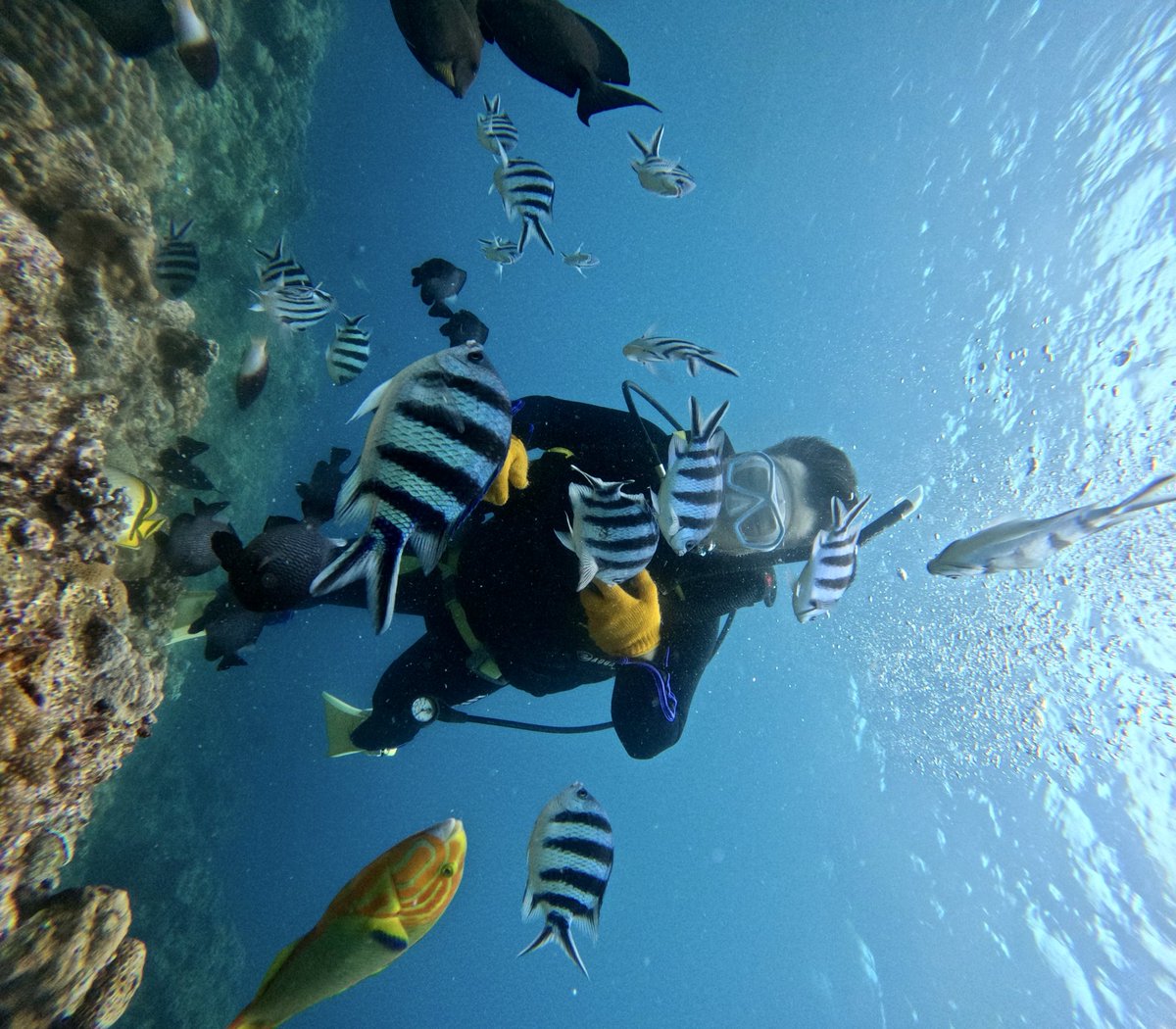5oceanadventure's tweet photo. 青の洞窟とジンベイザメの体験ダイビング！
海がきもちいーー！☺️あたたかくなって幸せ。みなさんどんどんお越しください❤️

オーシャンアドベンチャー
〒904-0401沖縄県国頭郡恩納村名嘉真90-2
050-3172-3172

#青の洞窟 
#体験ダイビング
#ジンベイザメ 
#ジンベエザメ 
#沖縄 https://t.co/D73j3msrv3