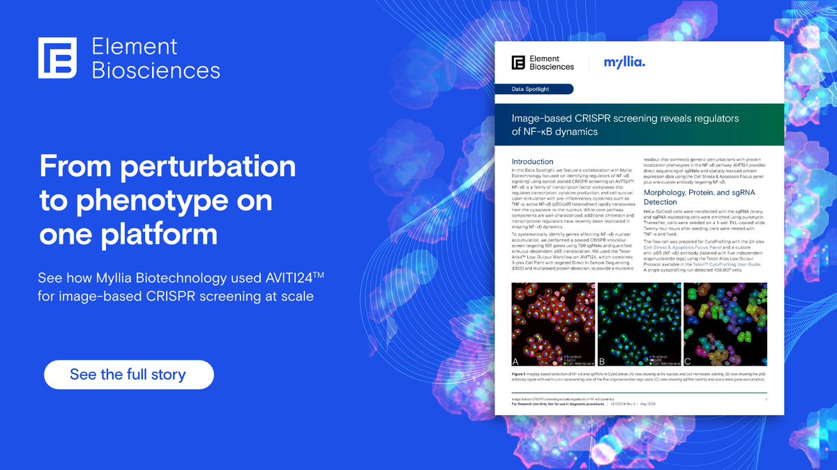 ElemBio's tweet photo. New Data Spotlight with @mylliabio 🧬. Image based pooled CRISPR screening with sgRNA identity + protein localization + cell morphology, all from a single run on AVITI24™. 

Discover not only which genes matter but get insight into the how and the why.

Full read: https://t.co/hgcqkdlIvZ. 

#AVITI24 #CRISPRScreening #OpticalPooledScreening #Multiomics