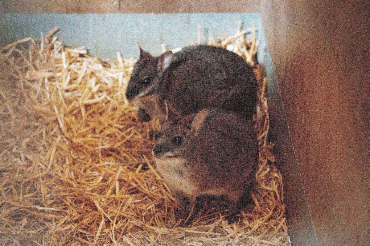 Longleat tweet media