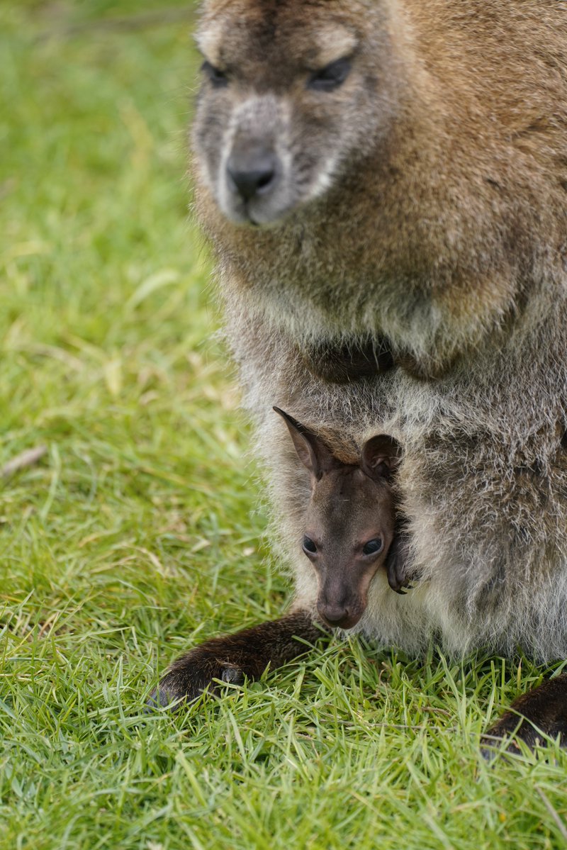 Longleat tweet media