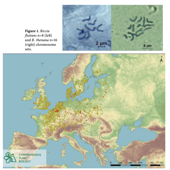 CompPlantBiol's tweet photo. Read more on the distribution and cytogenetics of two Riccia species in Bulgaria at https://t.co/HoLJ8m1I13 #botany #openaccess @BiologyFaculty https://t.co/YN8flzhSc2