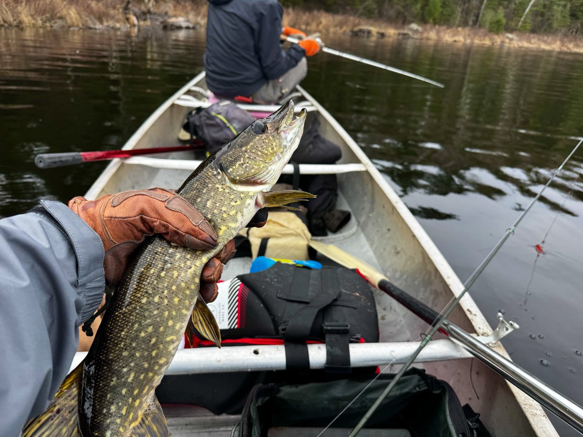 FoulkShay's tweet photo. Opening walleye in SW Ontario. 6 guys and a great weekend. Bass, walleye, pike all in the boat, canoe, shore, and dock. We will do this again no doubt. Treasure the moments with the men in your life! https://t.co/4s9gXbMFP6