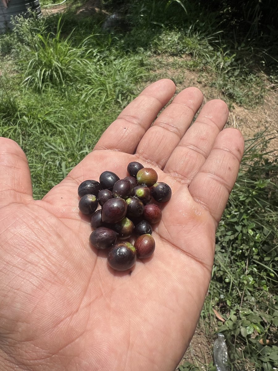 niraj_20's tweet photo. Guess this summer fruit https://t.co/wZxzQoTtRe