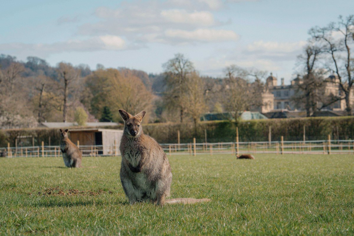 Longleat tweet media