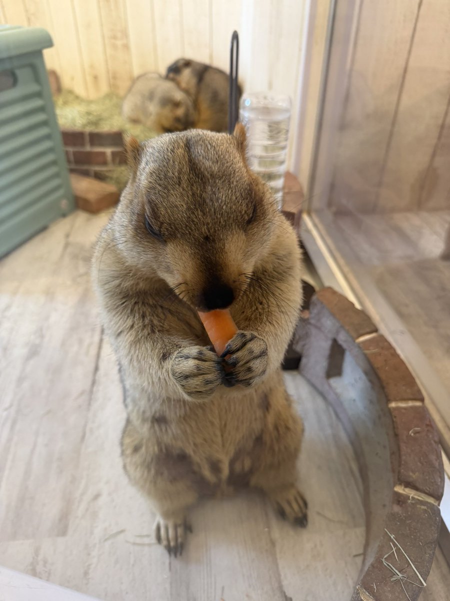 TacticsRose's tweet photo. 思い出といえばで思い出したのが🥕
人参をポリポリした後の顔が可愛くて…
待ち受けのアイコンまで食べちゃいそうな表情がたまらないです✨️
(手の上の食べカスまで愛しい❣️) https://t.co/pjZihR9YtV