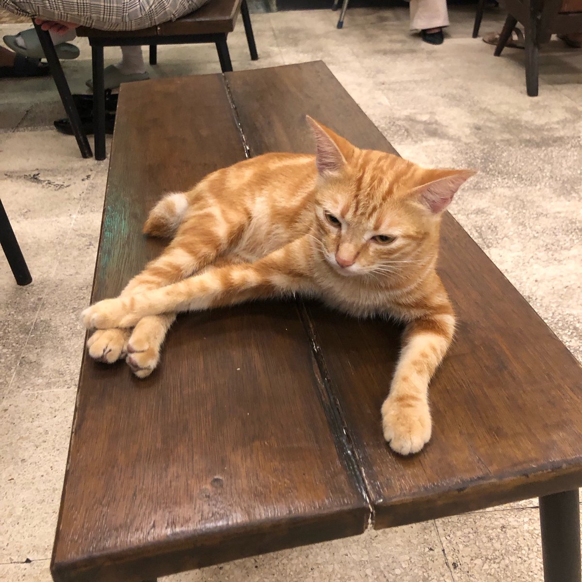 anann 🐾 tweet media