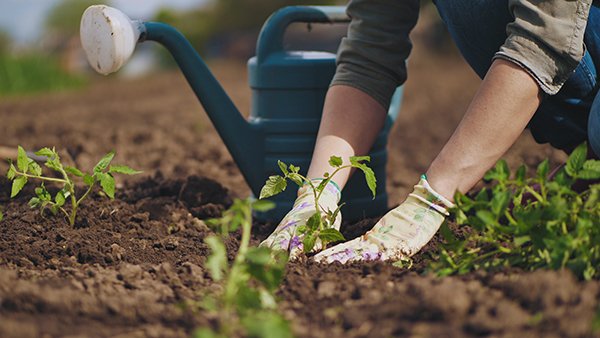 AmconNetwork's tweet photo. A practical, self-sufficient survival garden is a great asset to have when the next crisis hits. Here are some crops you can consider for your edible garden: https://t.co/VHTG2Hkh4v https://t.co/OZmZ4XadkJ