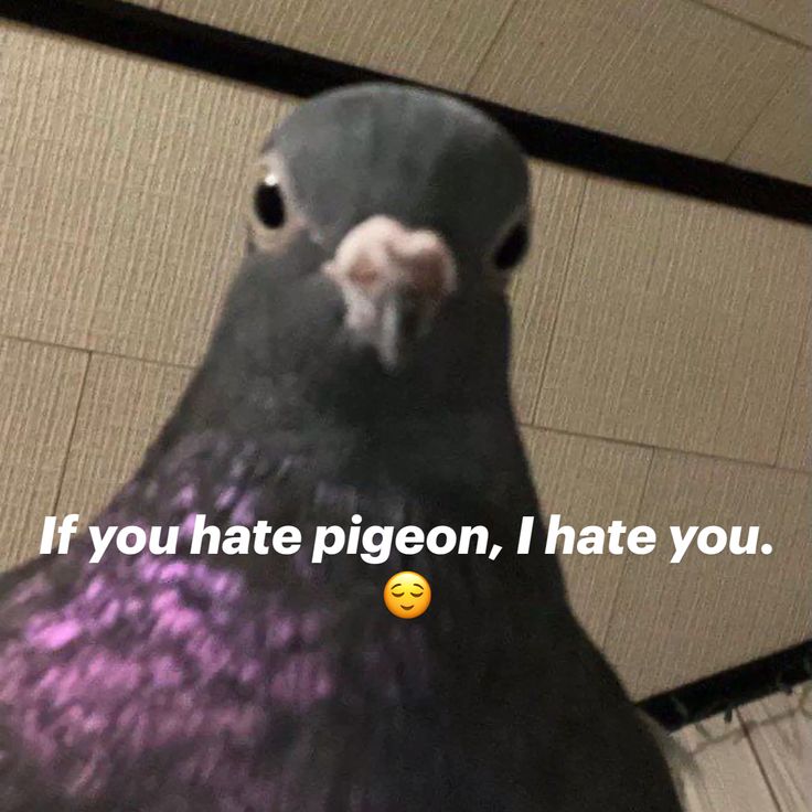 sparrowincrisis's tweet photo. comment if you love pigeons https://t.co/pgkMHzSBjA