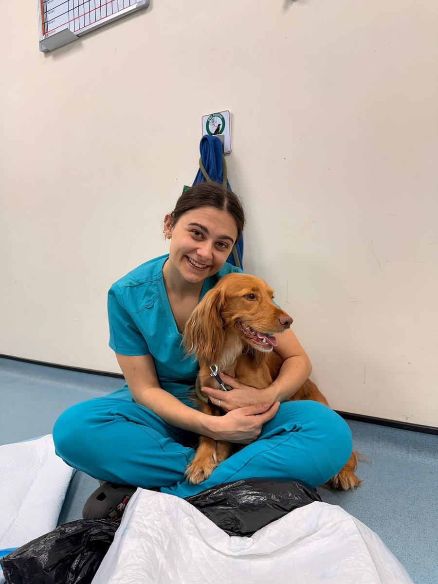 StKittsVets's tweet photo. Fintan paid us a visit at our Basingstoke branch after helping himself to a whole loaf of bread.

He was very well looked after by nurse Skye and we’re pleased to say he’s doing just fine (though we think he might be sticking to his normal diet from now on!) 🍞 https://t.co/FHlG1OWF4n