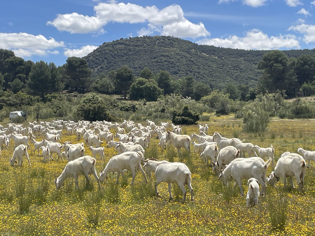 IsaNestares's tweet photo. Entre #ovejasycabrasbomberas 🐑🐐colaboradoras #ProyectoRAPCA #PlanINFOCA para prevenir incendios forestales🔥🌳la salud de nuestros ecosistemas es nuestra propia salud humana #Jaen #Cambil #Huelma #SierraMágina @canalsur @canalsaludaldia @canalsurmas @salvadorcambil @SAMPSP1 https://t.co/zZEoLaIFQ1