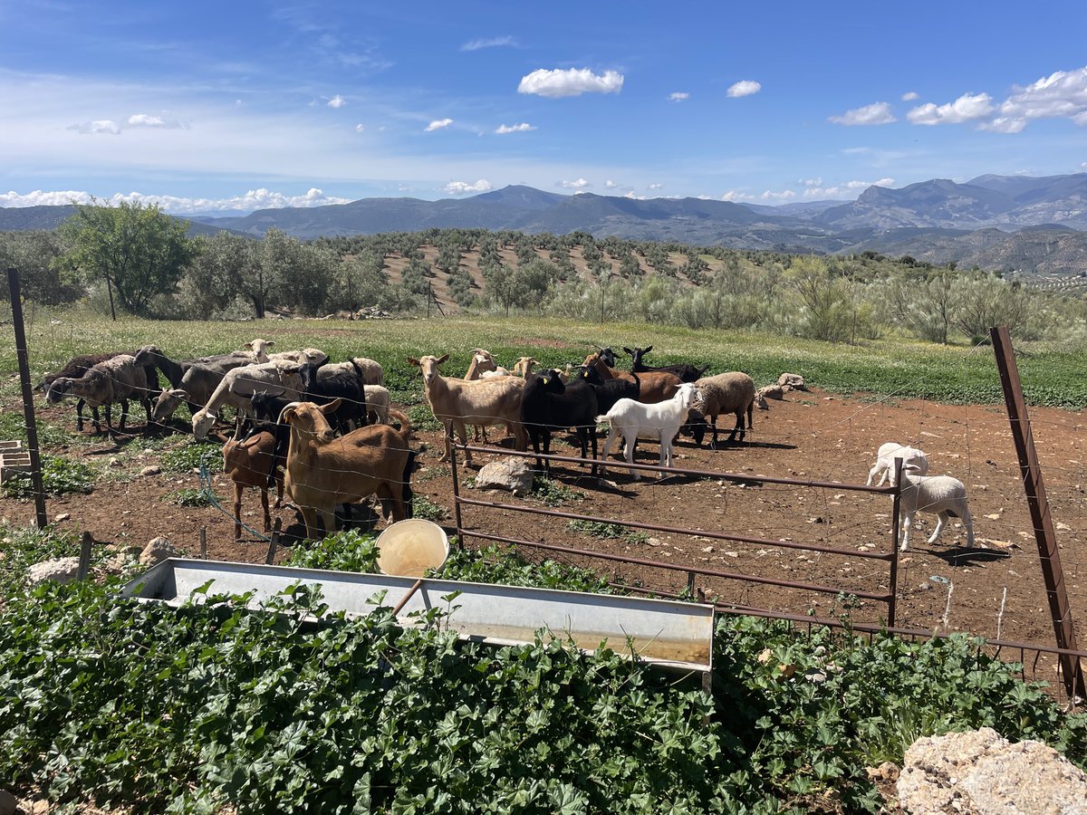 IsaNestares's tweet photo. Entre #ovejasycabrasbomberas 🐑🐐colaboradoras #ProyectoRAPCA #PlanINFOCA para prevenir incendios forestales🔥🌳la salud de nuestros ecosistemas es nuestra propia salud humana #Jaen #Cambil #Huelma #SierraMágina @canalsur @canalsaludaldia @canalsurmas @salvadorcambil @SAMPSP1 https://t.co/zZEoLaIFQ1