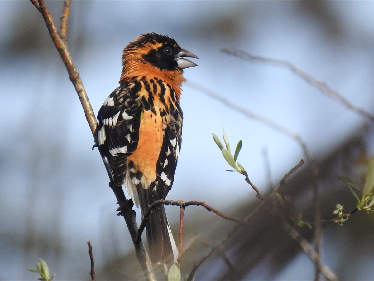 southdevonbirds's tweet photo. BH Grosbeak, Golden-crowned Sparrow, Rufous Hummingbird, Bald Eagle, Swainson's Thrush, 3 wren sps, DE Junco & Chipping Sparrow some of the highlights at dawn at Florence Lake, Vancouver Island #birdsofcanada #birding #vancouverislandbirding #birds #canadabirds #birdphotography https://t.co/khCJVG0C1Q