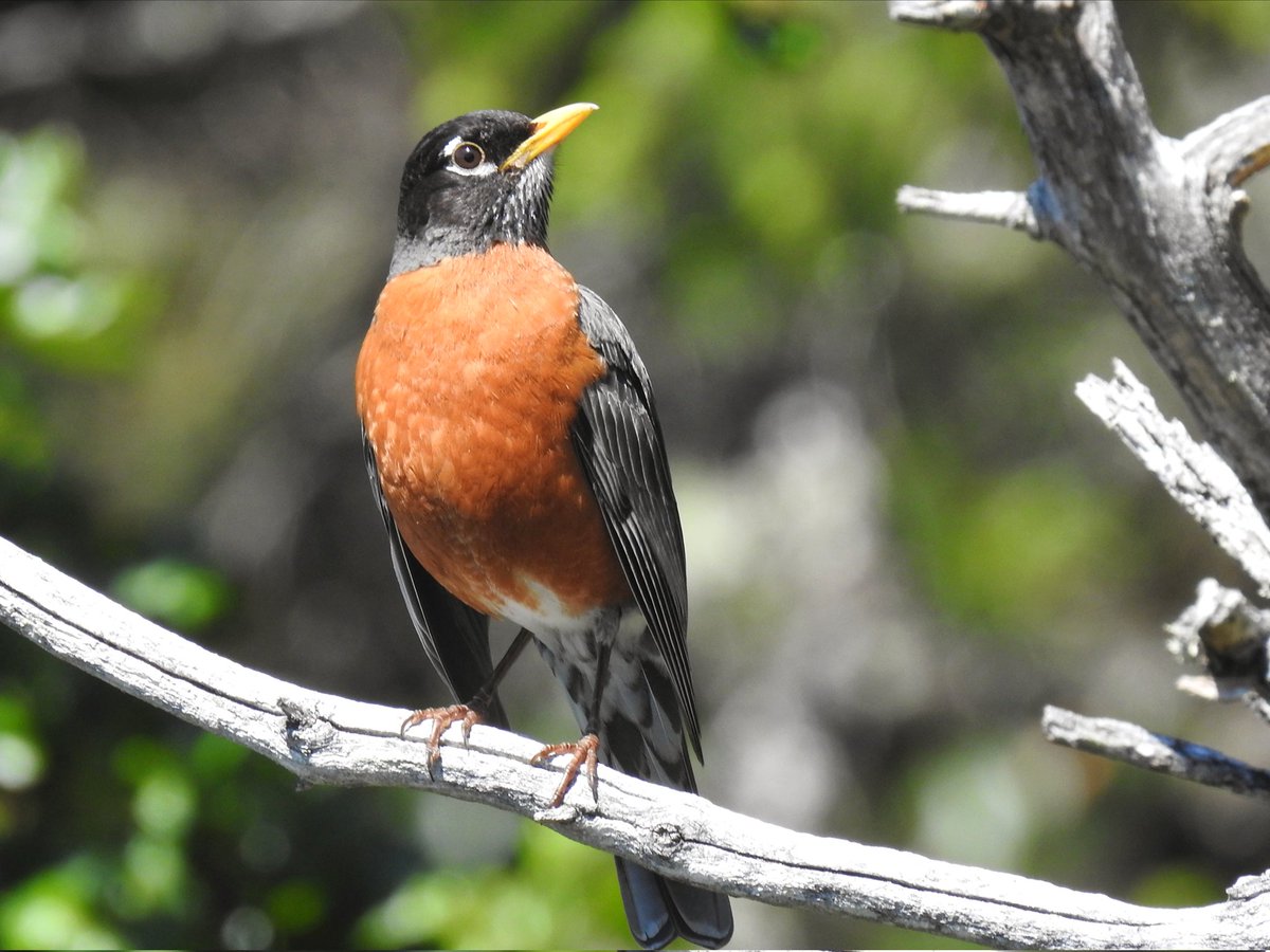 southdevonbirds's tweet photo. BH Grosbeak, Golden-crowned Sparrow, Rufous Hummingbird, Bald Eagle, Swainson's Thrush, 3 wren sps, DE Junco & Chipping Sparrow some of the highlights at dawn at Florence Lake, Vancouver Island #birdsofcanada #birding #vancouverislandbirding #birds #canadabirds #birdphotography https://t.co/khCJVG0C1Q