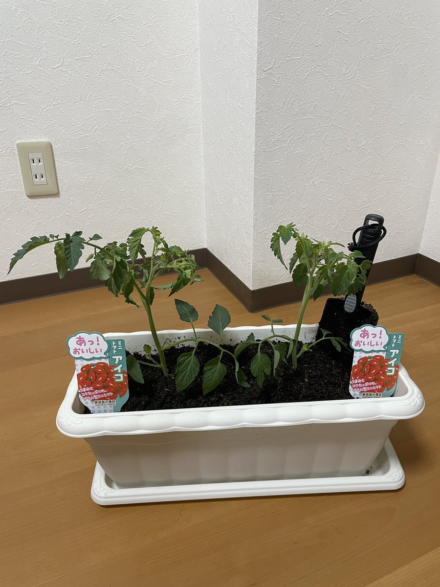 たいしん tweet media