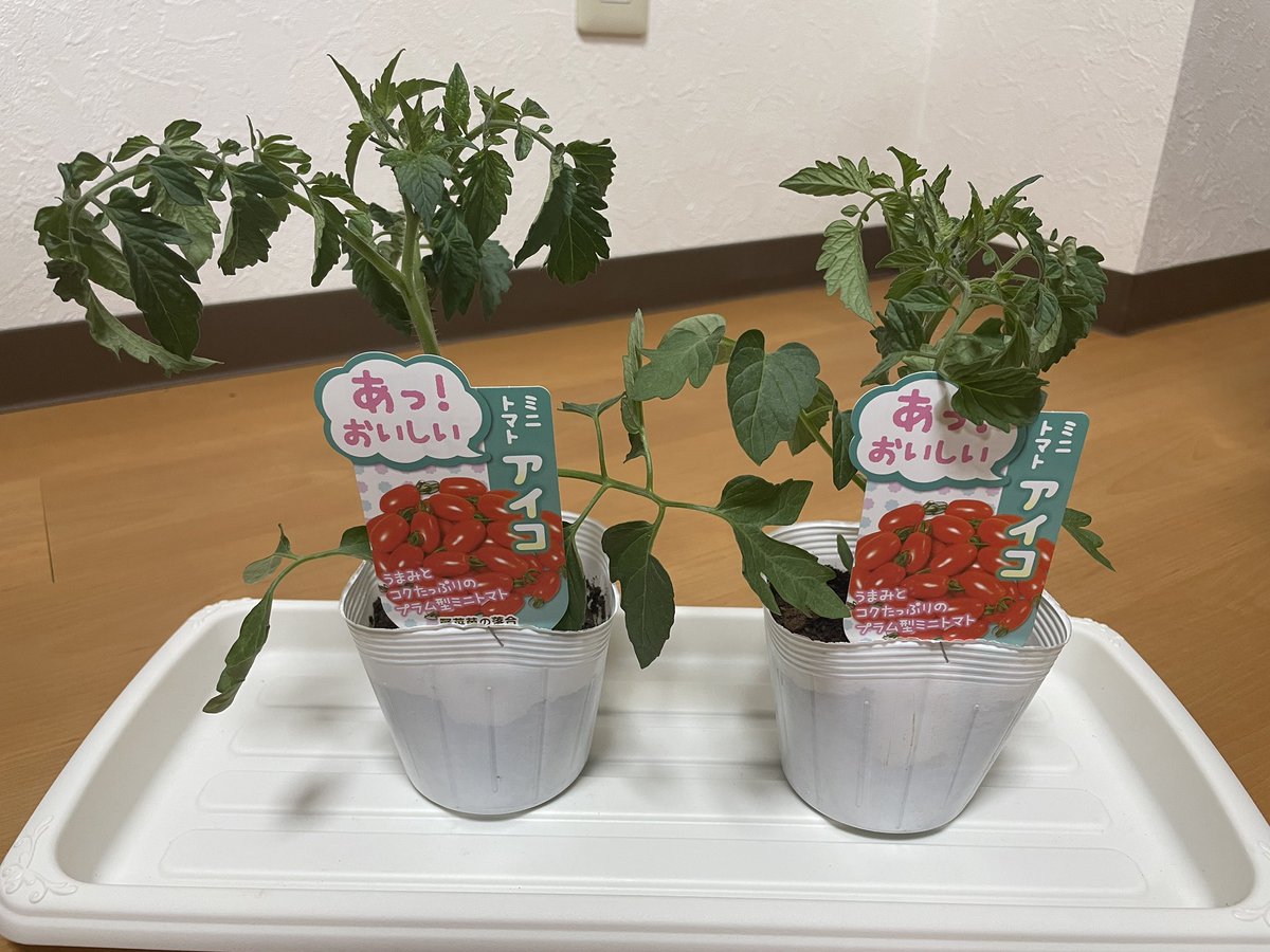 たいしん tweet media