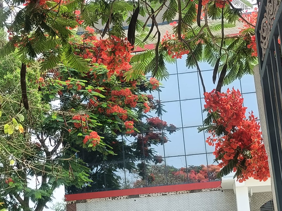 nadeemdbg5's tweet photo. Planted in 2018, Gulmohar is finally in full bloom.😊 https://t.co/423lhTWiWG