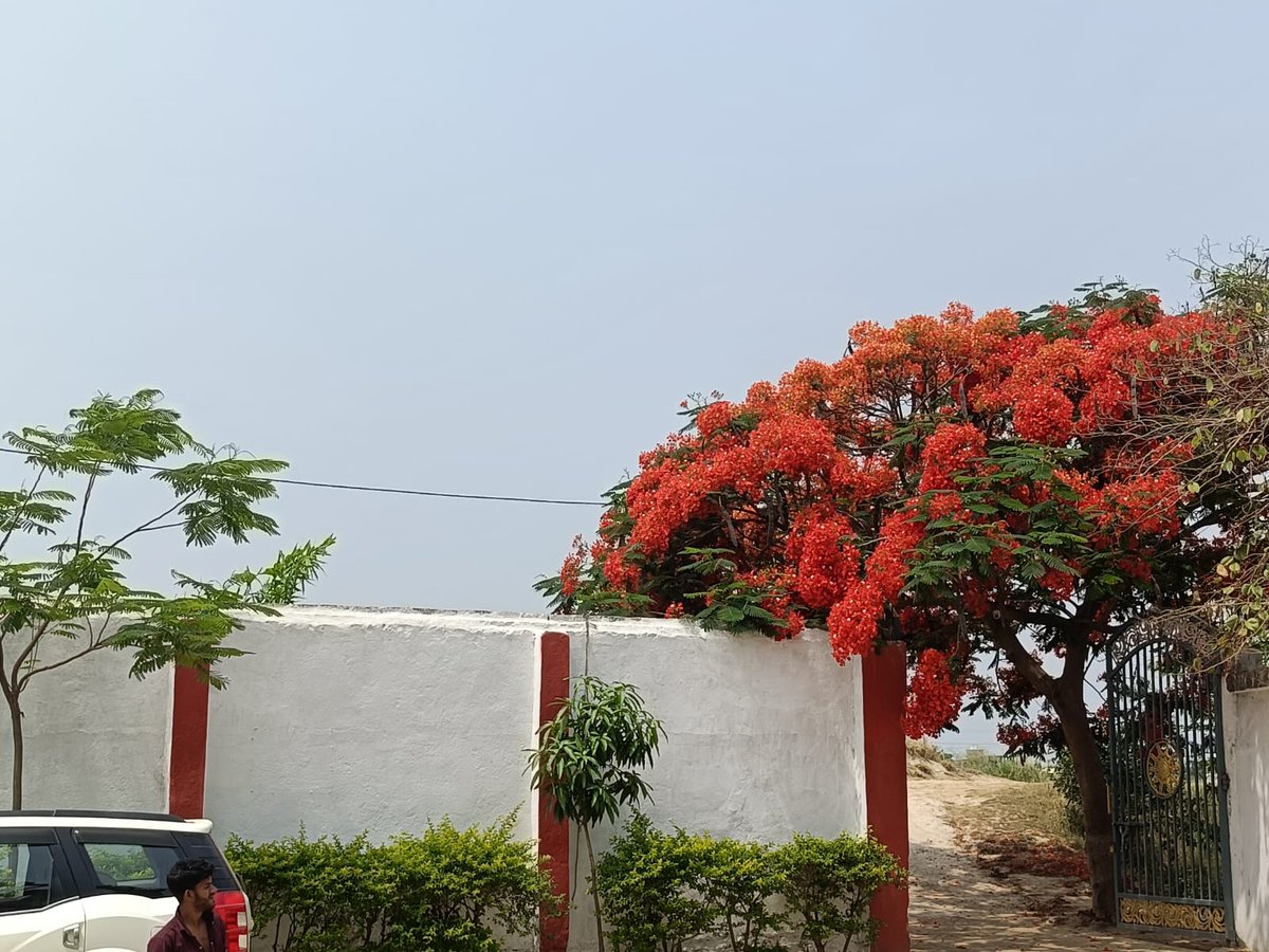 nadeemdbg5's tweet photo. Planted in 2018, Gulmohar is finally in full bloom.😊 https://t.co/423lhTWiWG