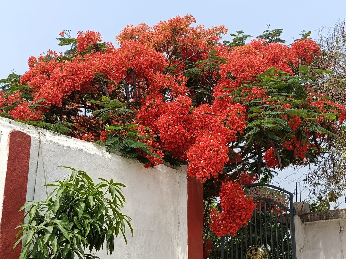 nadeemdbg5's tweet photo. Planted in 2018, Gulmohar is finally in full bloom.😊 https://t.co/423lhTWiWG