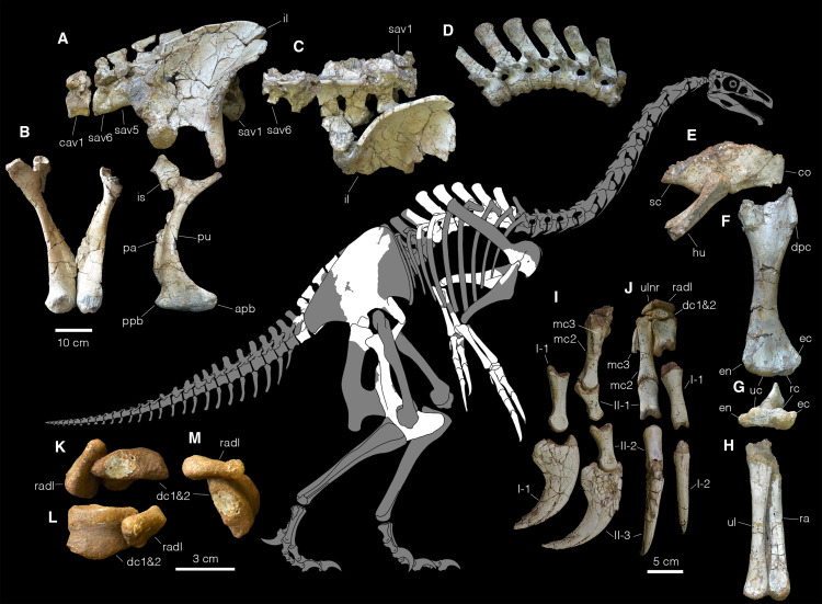 PaleontologieFr's tweet photo. Un #dinosaure à 2 doigts !✌️
#Duonychus, un théropode du #Crétacé, possédait une énorme griffe conservée avec sa gaine en kératine.
Malgré ça, il utilisait ses mains pour attraper… les plantes !🌳
#Therizinosauridae

📰 https://t.co/qDSkswa3x5

🔎 https://t.co/CG7UQhzztP https://t.co/RVXuIoAkaE