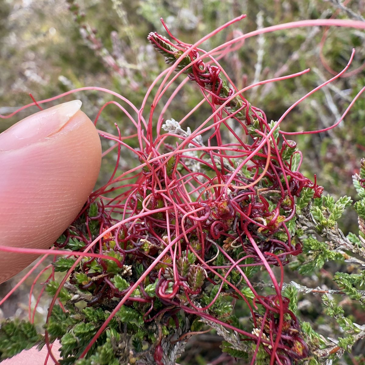 bernoid's tweet photo. Found Dodder (Cuscuta sp.) for the first time today up on the heath wrapped around heather. Crazy looking. It really stood out. What an interesting plant. Parasitic. https://t.co/XyVbtJoyC5