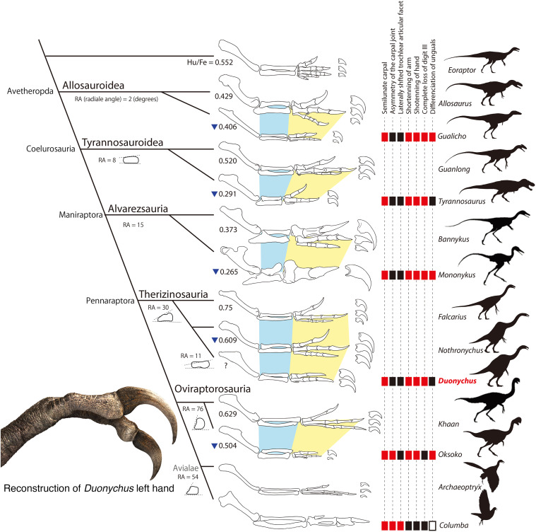 PaleontologieFr's tweet photo. Un #dinosaure à 2 doigts !✌️
#Duonychus, un théropode du #Crétacé, possédait une énorme griffe conservée avec sa gaine en kératine.
Malgré ça, il utilisait ses mains pour attraper… les plantes !🌳
#Therizinosauridae

📰 https://t.co/qDSkswa3x5

🔎 https://t.co/CG7UQhzztP https://t.co/RVXuIoAkaE