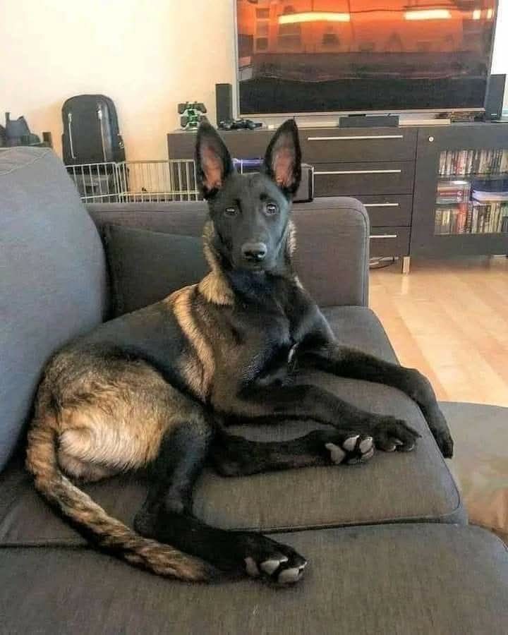malinois_Lovers tweet media