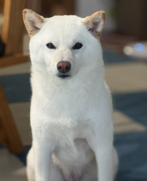 柴犬が好き 柴犬が好きすぎる＊シバ田 (@shiba_sukisugi) / Posts / X