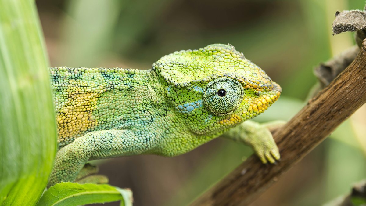 World Animal Protection UK tweet media