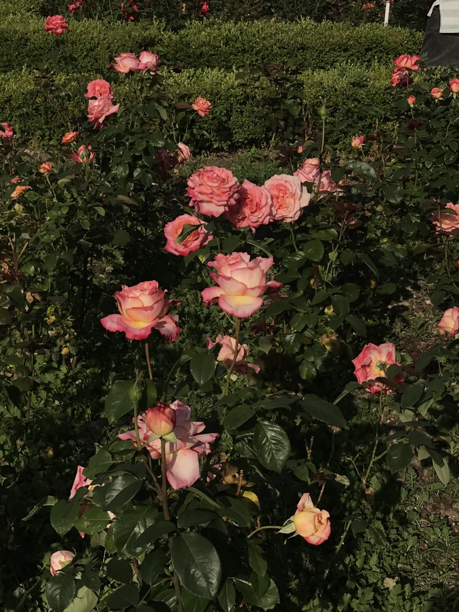 perfid1a's tweet photo. 여자친구랑 장미 감상하고 피크닉 
이게 진짜 행복이죠 ^ㅡ^🌹 https://t.co/dQyhfDsfJx