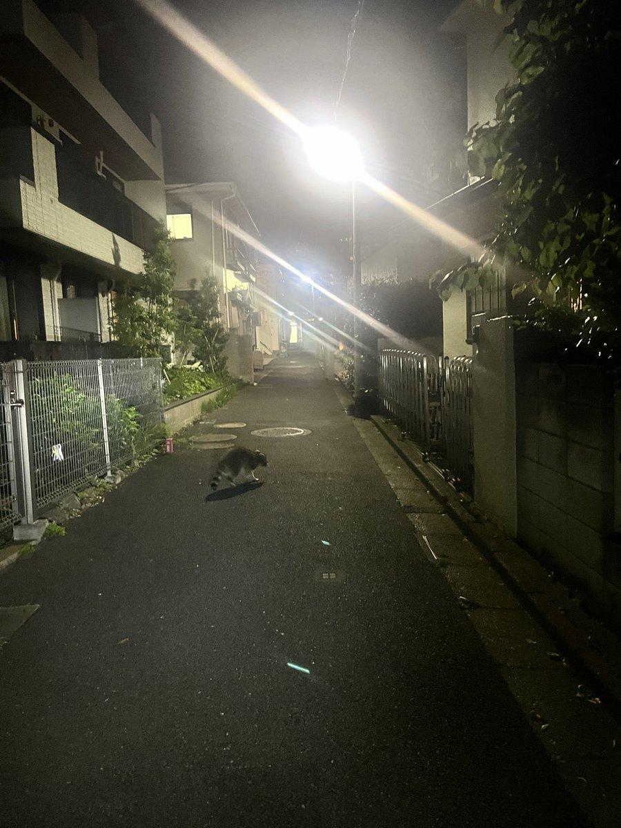 kenta_kiguchi's tweet photo. 自分の住んでいる街でアライグマを見たのですが、鉢合わせした際にあまりにびっくりしてしまい、こけそうになりました。
その後、「落ち着け」と自分に言い聞かせて後を追ったのですが、「もののけ姫」に登場する、シシガミ様のごとく歩くのが遅く、そのあまりの堂々しさに自然の雄大さを感じました。 https://t.co/z6rjvwl7aI