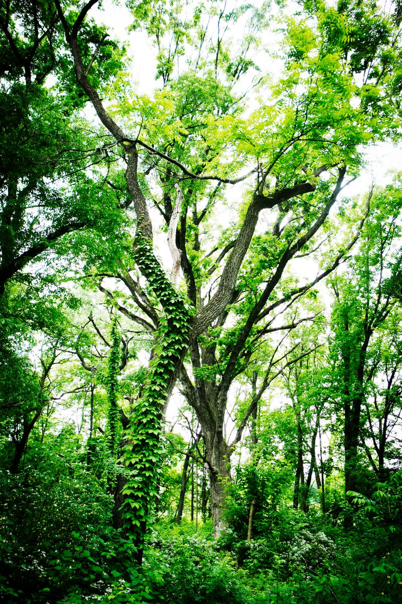 FPDCC's tweet photo. It’s Mental Health Awareness Month — Let’s nurture our mental health with the positive affirmations we give ourselves.    

“The forest doesn’t compete with itself — every tree grows in its own way, in its own time.”  

 #mentalhealthmatters https://t.co/vbIZA8plnT