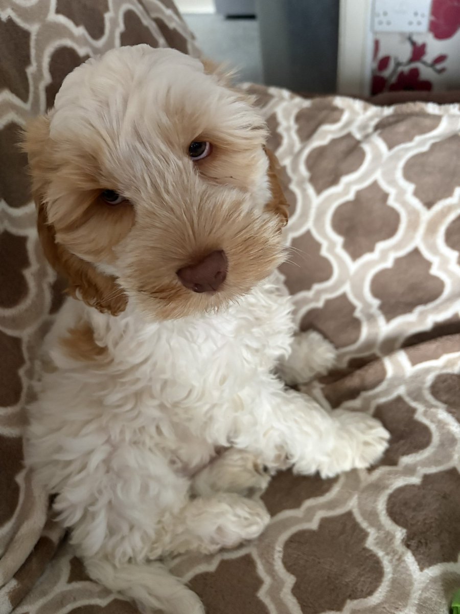jayne205's tweet photo. Those eyes❤️ https://t.co/97y7pcLPPx