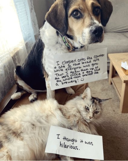 WholesomeMemes tweet media