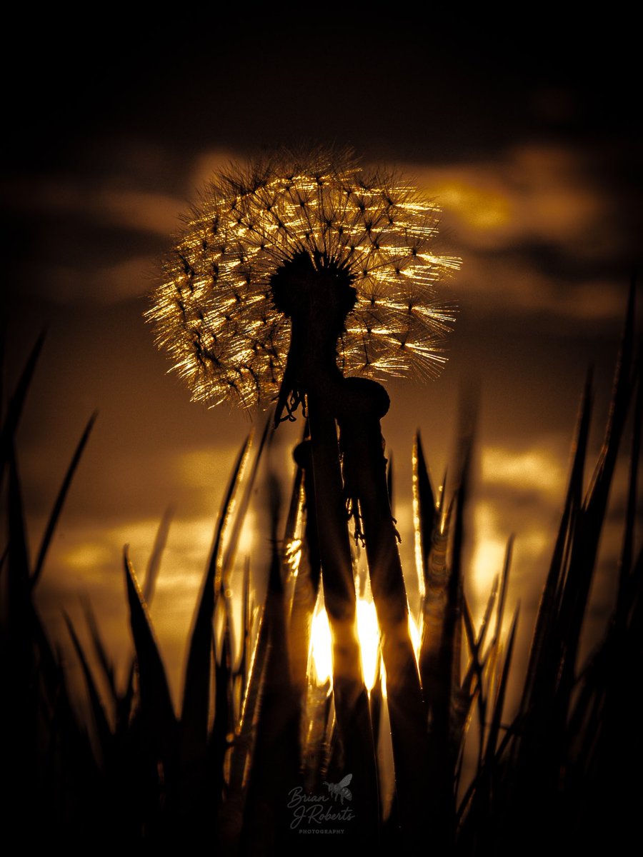 Shefali_oza's tweet photo. One from Friday evening .  Taken at Wem, Shropshire by Brian Roberts. A shimmering dandelion in the fading light https://t.co/vlccBovQuD