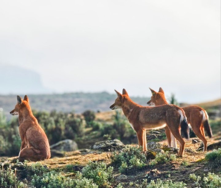 SamuneAbdi's tweet photo. Guardians of the Roof of Africa.

A rare glimpse of the endemic Ethiopian wolves in its natural element.

#EthiopianWolf #BaleMountainsNationalPark #EndemicWildlife #Photography #SaveTheWolf

@KyKebero @ClaudioSillero @Arctic_paws @WildCRU_Ox @wildnetorg @ewca_eth @VisitOromia https://t.co/g5gx21XSAv