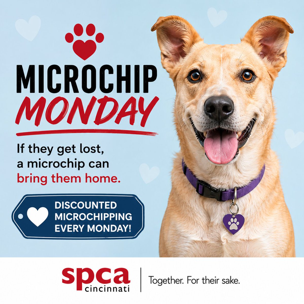 SPCACincinnati's tweet photo. Let's win the week! A great way to start is by prioritizing your pets' safety. Don’t miss #MicrochipMonday at SPCA Cincinnati. 

This fast and affordable procedure can be the key to bringing your pet back home if they ever wander off. Protect your pet with a microchip and enjoy extra peace of mind. 

#CincinnatiHumane #explore #PetSafe