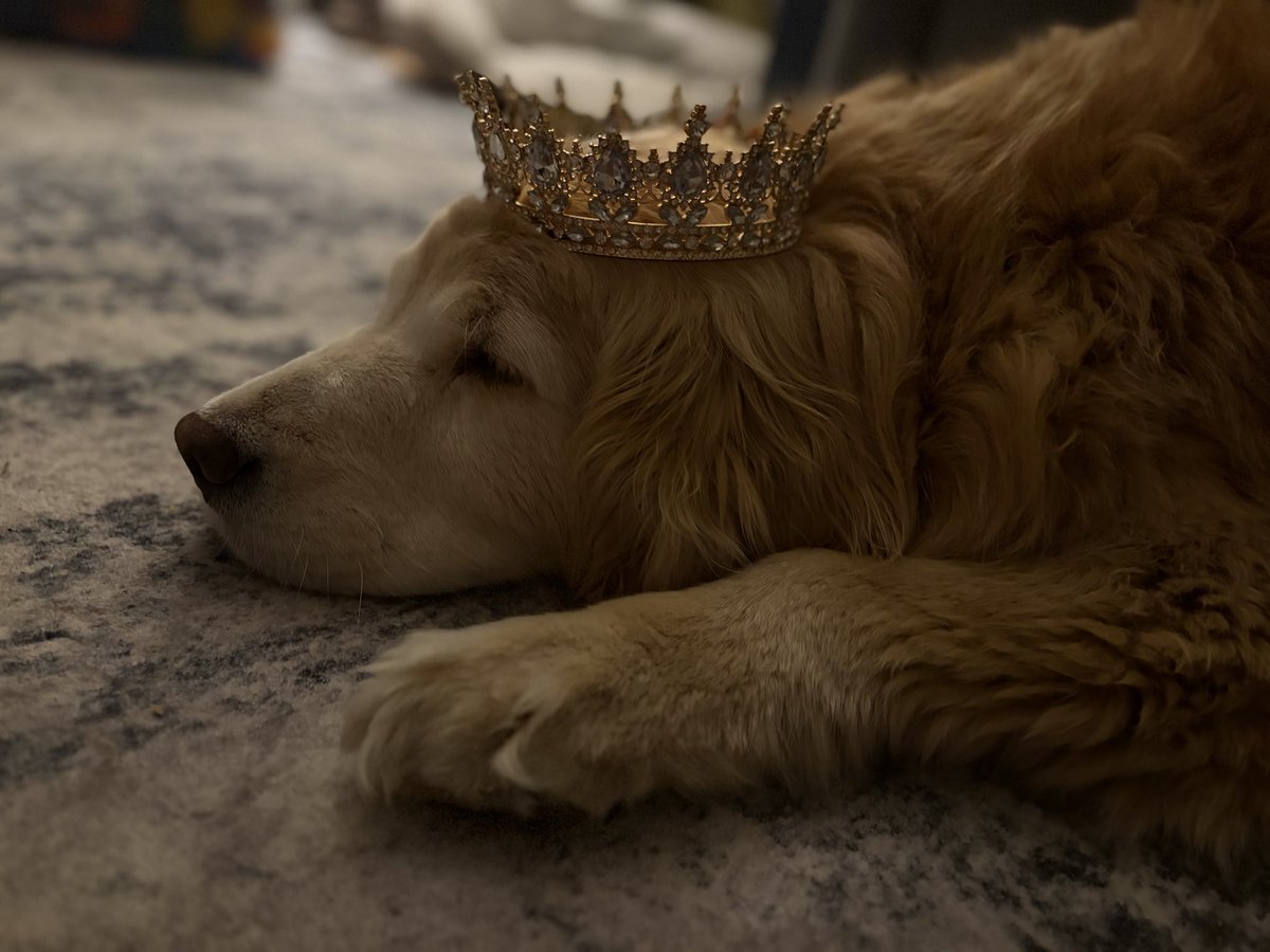 abonvini's tweet photo. Queen Maple https://t.co/Y1nKUm97U2
